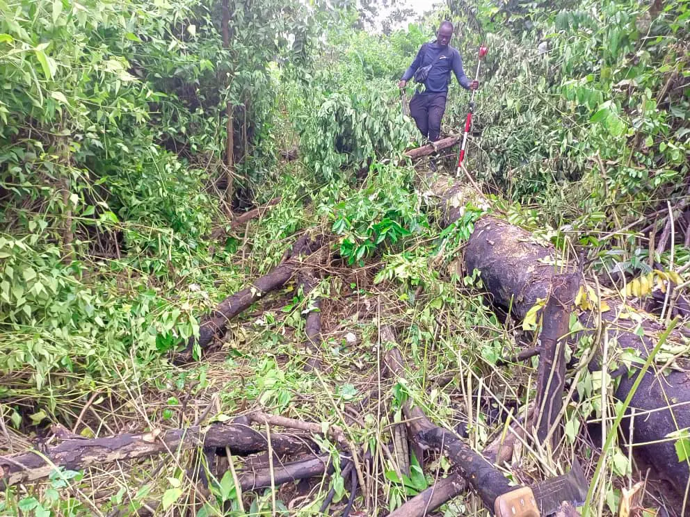 Deforestation